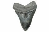 Serrated, Fossil Megalodon Tooth - South Carolina #285009-1